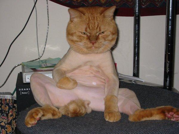 Grumpiest cat ever? / shaved.jpg shaved.jpg